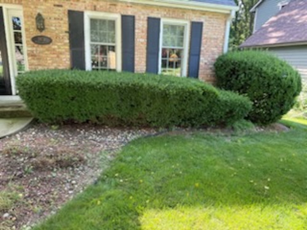 Neatly trimmed hedges and shrubs at a brick home