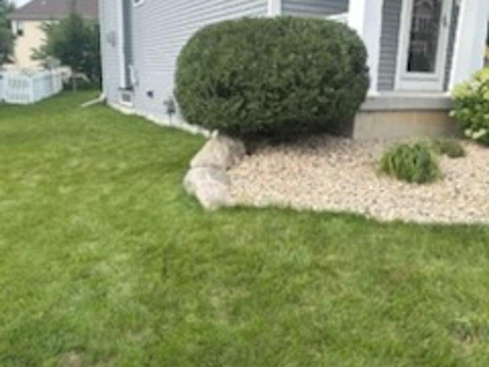 Shaped shrub, decorative rock bed and healthy green lawn