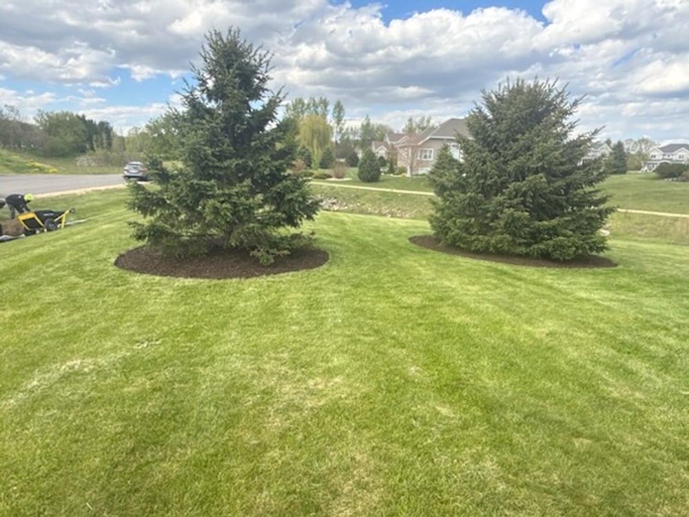 Manicured lawn with shaped evergreens and fresh mulch beds